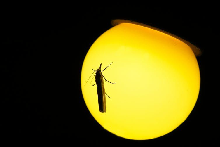 Yellow light